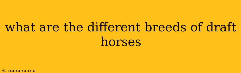 what are the different breeds of draft horses