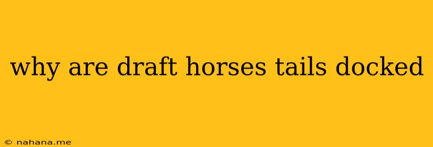 why are draft horses tails docked